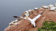 Helgoland Törn