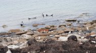 Helgoland Törn